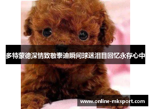 多特蒙德深情致敬泰迪瞬间球迷泪目回忆永存心中